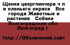 Щенки цвергпинчера ч/п и оленьего окраса - Все города Животные и растения » Собаки   . Волгоградская обл.,Волгоград г.